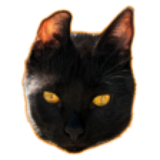 The face of Spider, a black cat